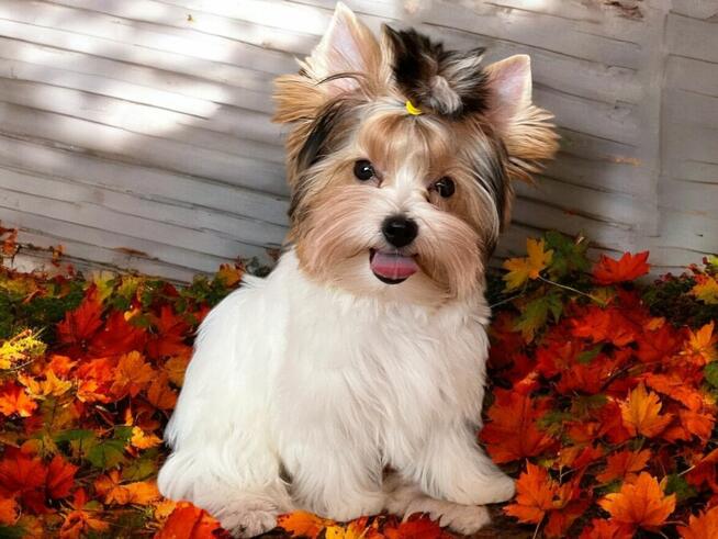 York Biewer - cudna i radosna suczka