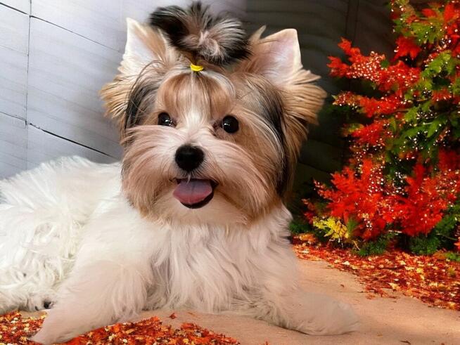 York Biewer - cudna i radosna suczka