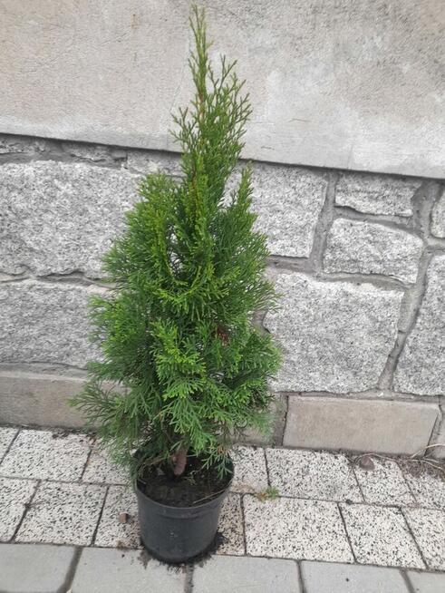Tuje szmaragdowe 70 cm