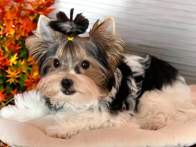 Wyjątkowy i charakterny piesek York - Biewer Yorkshire Terrier