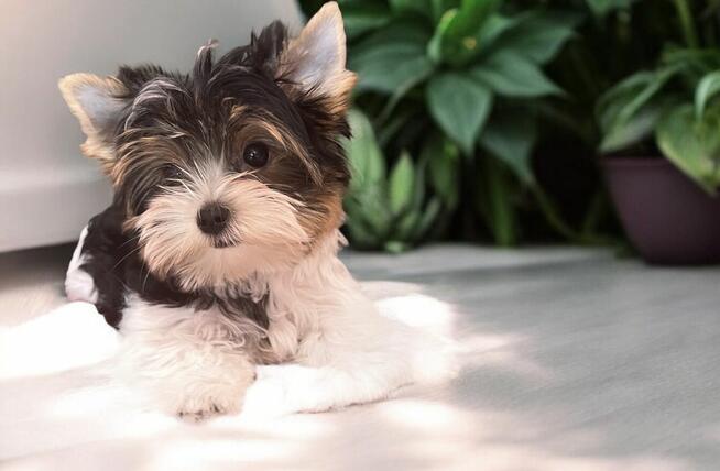 Wyjątkowy piesek Biewer w kolorystyce tricolor