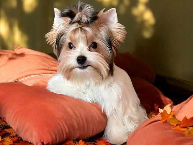 York Biewer - cudna i radosna suczka