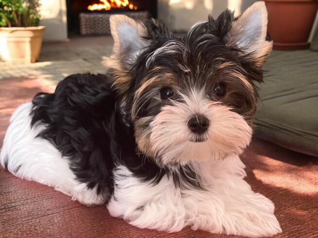 Wyjątkowy piesek Biewer w kolorystyce tricolor