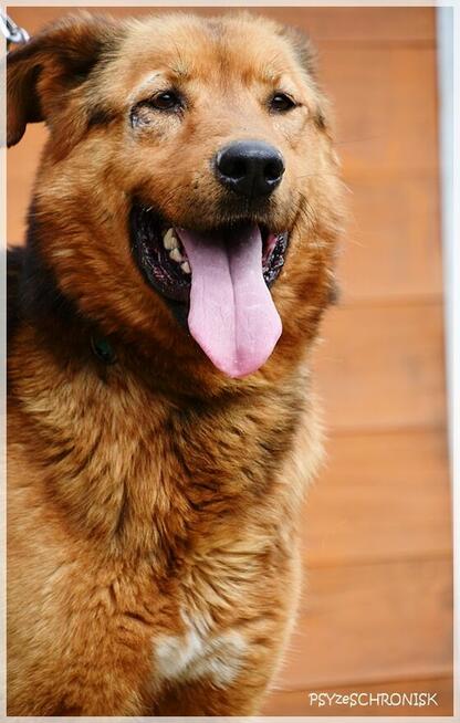 Portos: energiczny i rycerski