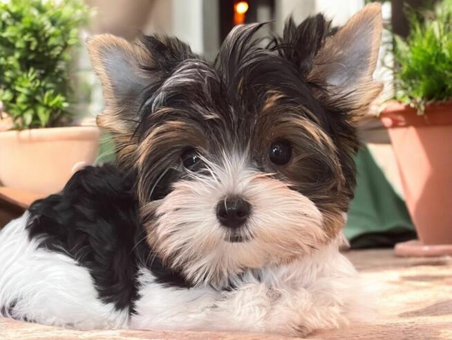 Wyjątkowy piesek Biewer w kolorystyce tricolor