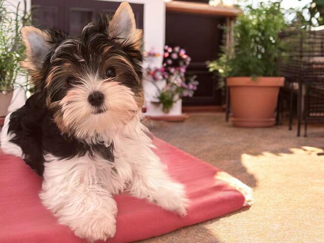 Wyjątkowy piesek Biewer w kolorystyce tricolor