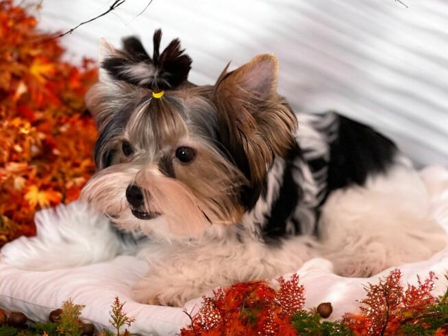 Wyjątkowy i charakterny piesek York - Biewer Yorkshire Terrier