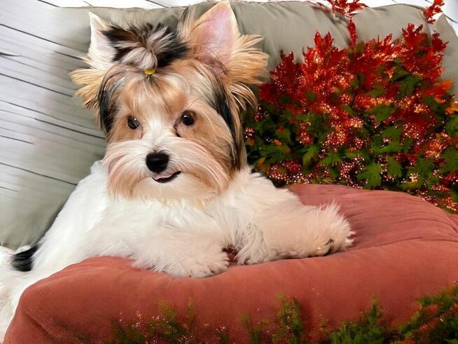 York Biewer - cudna i radosna suczka