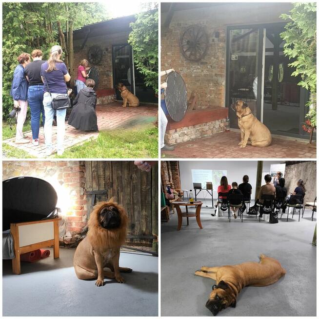 SZKOLENIE behawioralno - handlingowe PSÓW