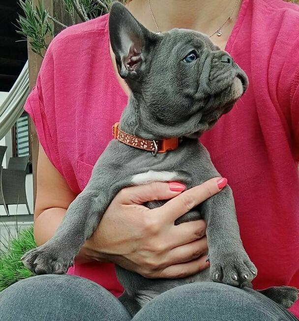 Buldog francuski BLUE niebieski piesek suczka