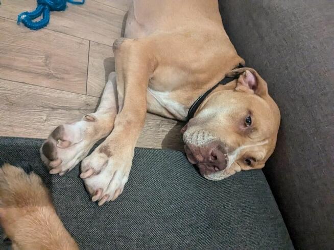 Corso-piękny pies czeka na stabilnego i silnego przewodnika