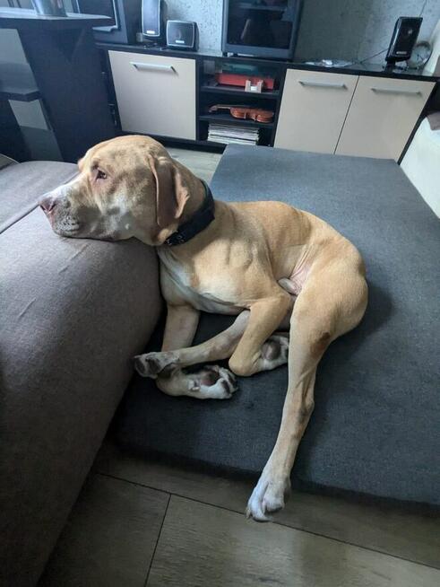 Corso-piękny pies czeka na stabilnego i silnego przewodnika