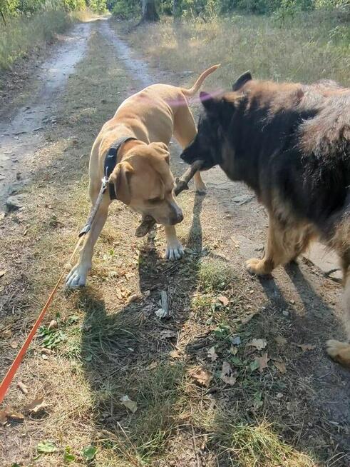 Corso-piękny pies czeka na stabilnego i silnego przewodnika