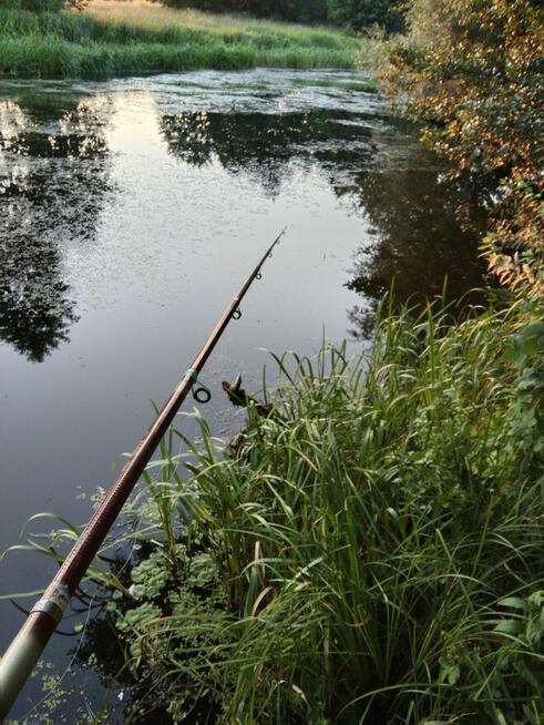 Nieruchomość Ziemia Rolna Sprzedam gmina Kodeń 3,26 h