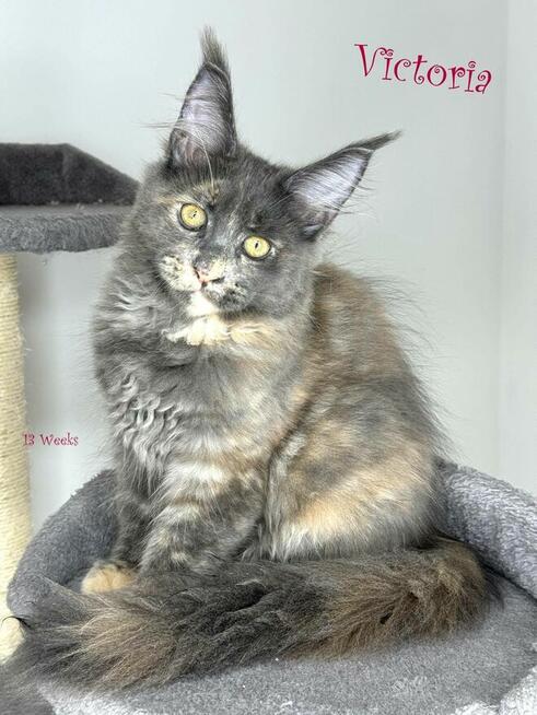 Kocięta Maine coon - HCM n/n