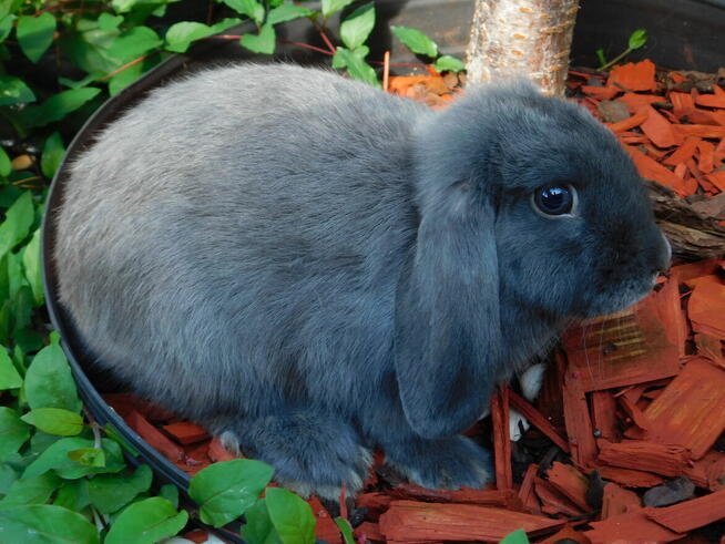 Baranek mini lop niebieskie samiczki