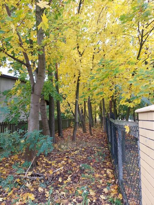 Działko leśna bud. w Groszowicach k/Radomia