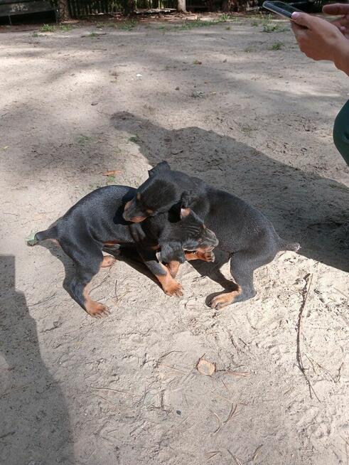 Oddam Dobermany szczeniaki