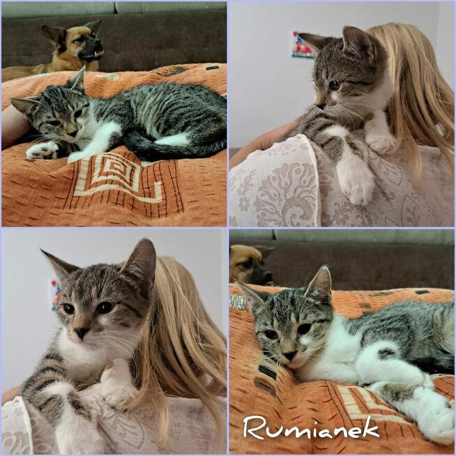 Kociaki szukają domów