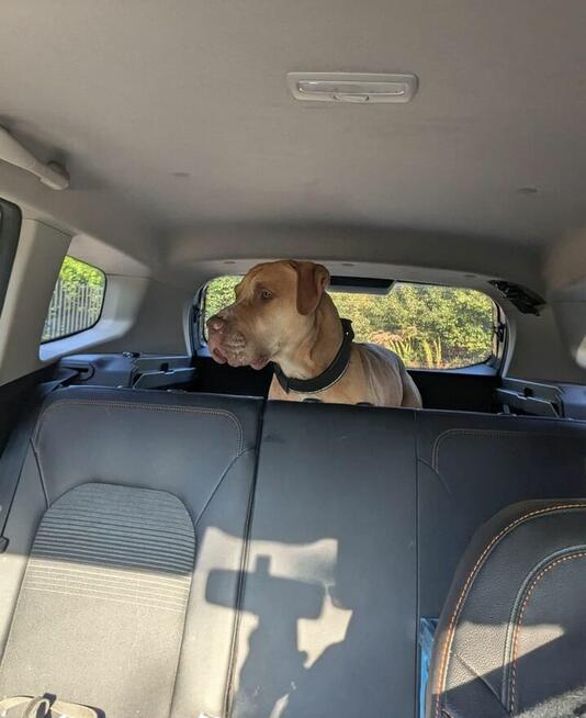 Corso-piękny pies czeka na stabilnego i silnego przewodnika