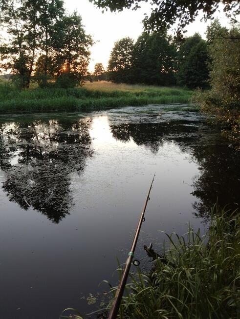 Nieruchomość Ziemia Rolna Sprzedam gmina Kodeń 3,26 h
