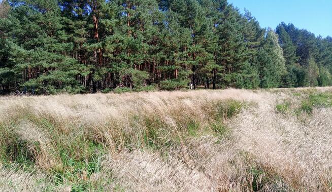 Działka przy lesie