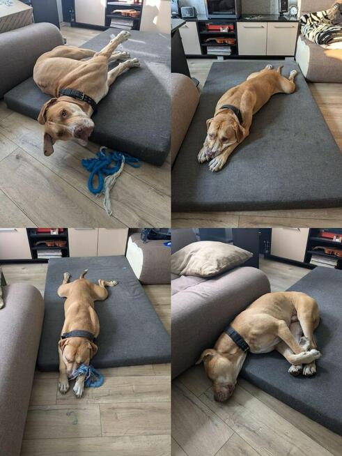 Corso-piękny pies czeka na stabilnego i silnego przewodnika