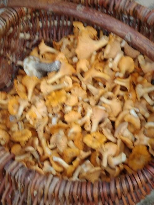 Nieruchomość Ziemia Rolna Sprzedam gmina Kodeń 3,26 h