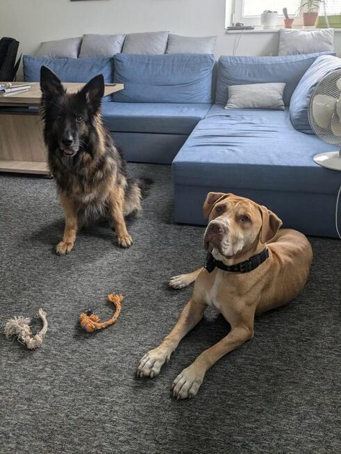 Corso-piękny pies czeka na stabilnego i silnego przewodnika