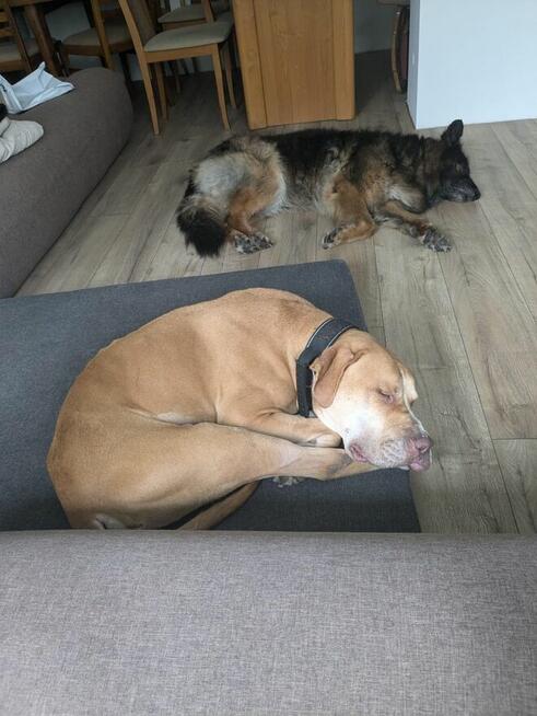 Corso-piękny pies czeka na stabilnego i silnego przewodnika