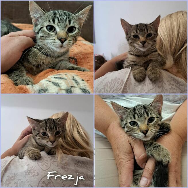 Kociaki szukają domów