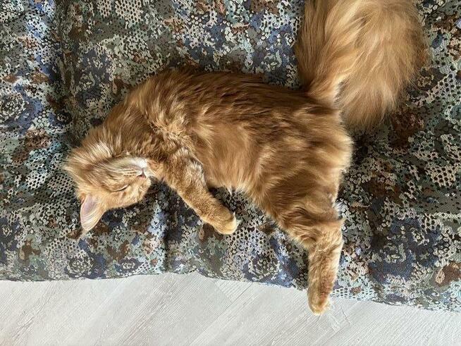 Maine Coon reproduktor