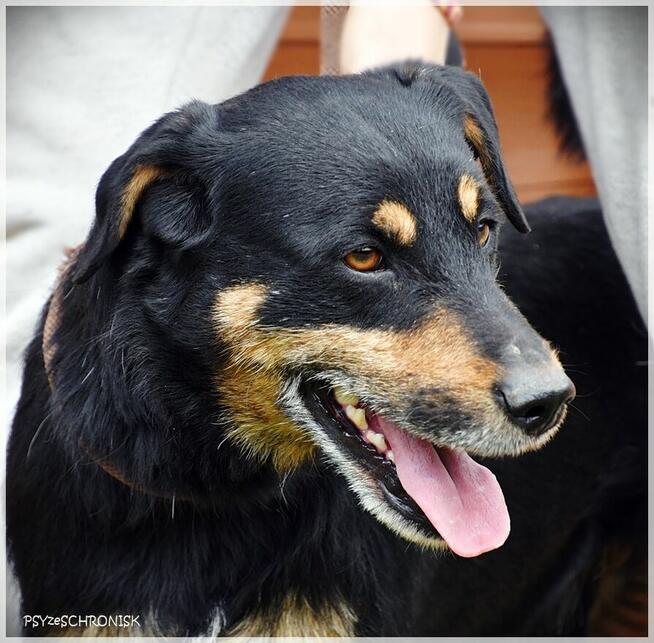 Żbik – młody, ciekawski psiak będzie wspaniałym przyjacielem