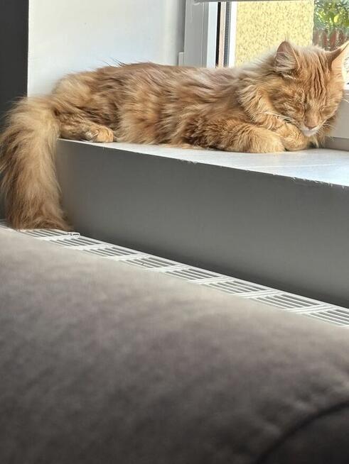 Maine Coon reproduktor