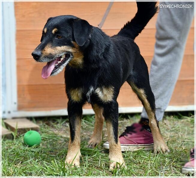 Żbik – młody, ciekawski psiak będzie wspaniałym przyjacielem