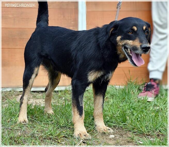 Żbik – młody, ciekawski psiak będzie wspaniałym przyjacielem