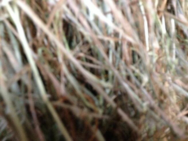 siano bele w stodole dla alpak, kóz, owiec, królików - ekstr