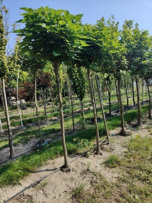 Lipy klony drzewa liściaste ozdobne nasadzenia zastępcze