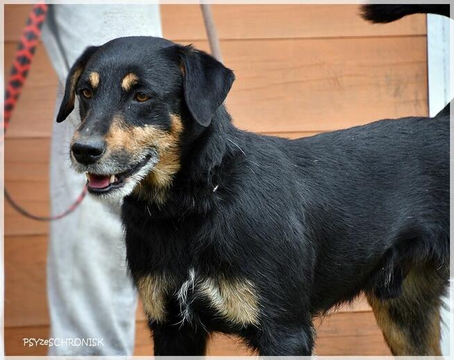 Żbik – młody, ciekawski psiak będzie wspaniałym przyjacielem