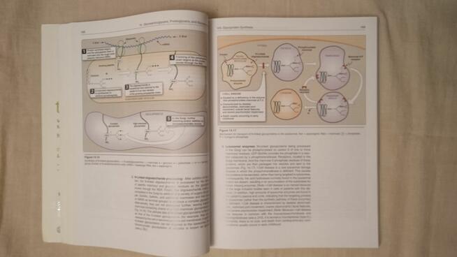 Biochemistry Denise Ferrier