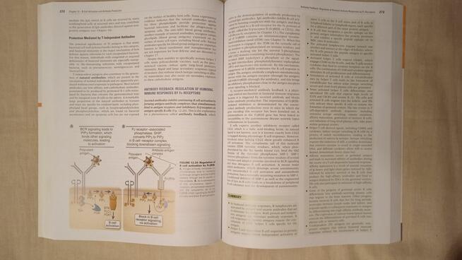 Cellular and Molecular Immunology Abul Abbas