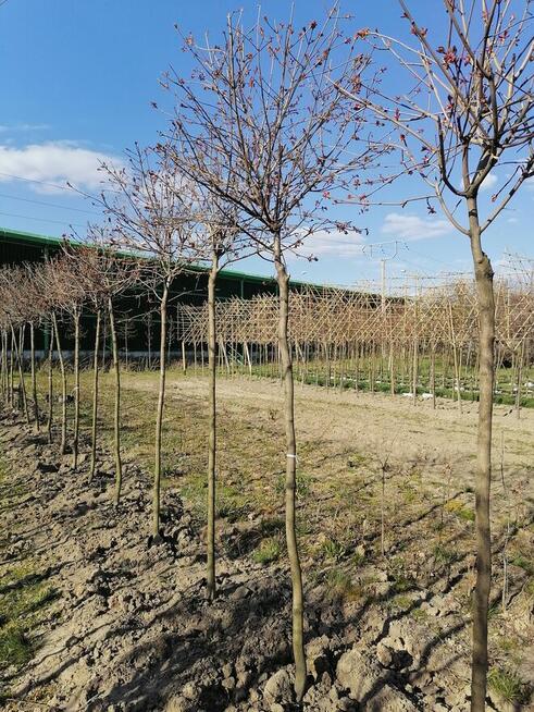 Lipy klony drzewa liściaste ozdobne nasadzenia zastępcze