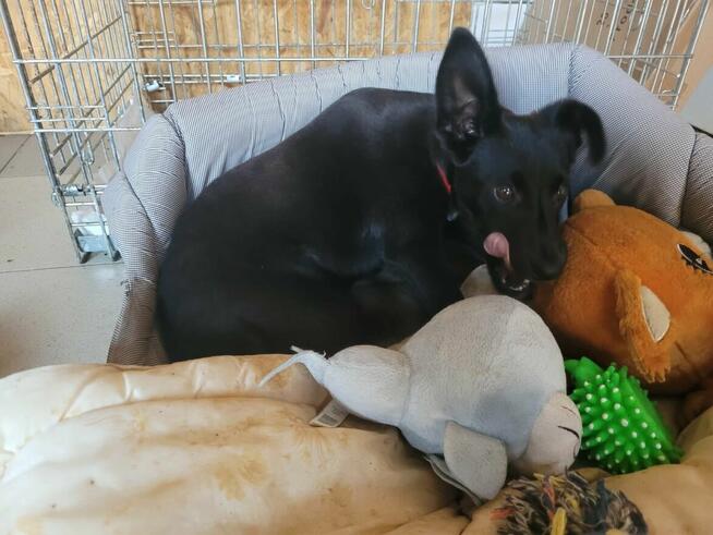 Grosik do adopcji