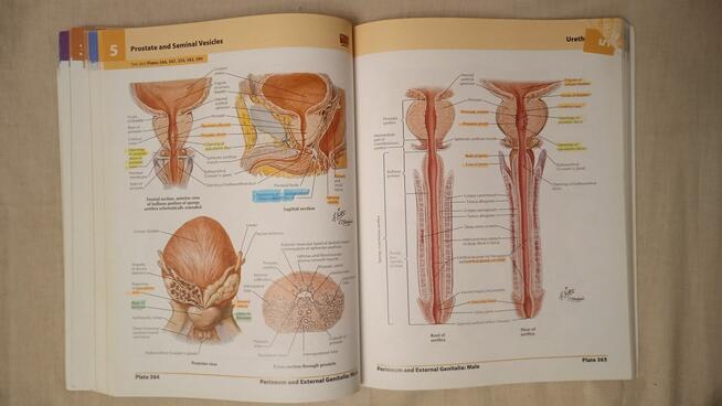 Atlas od Human Anatomy Frank Netter