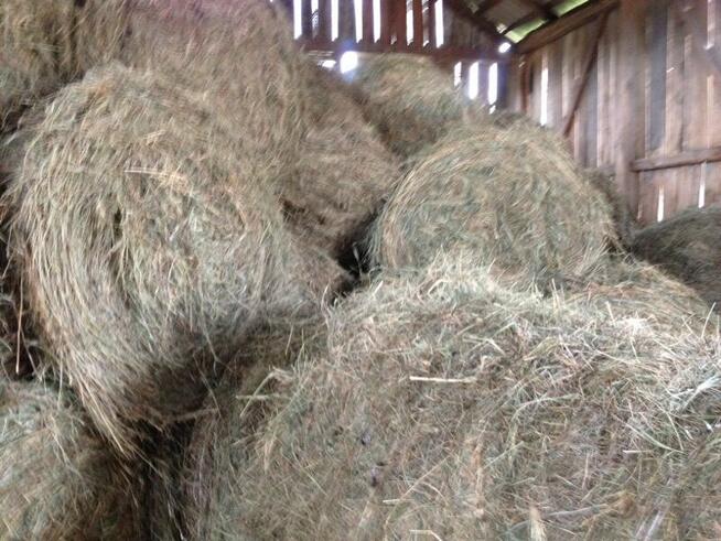 siano bele w stodole dla alpak, kóz, owiec, królików - ekstr