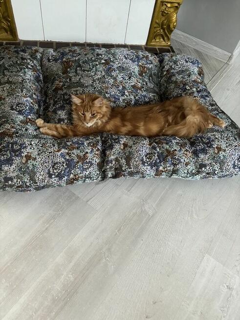 Maine Coon reproduktor