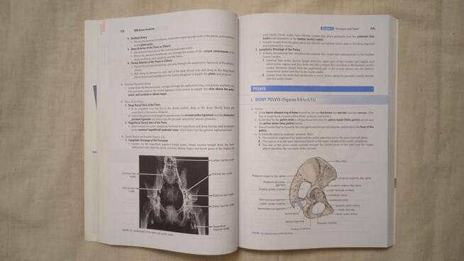 Gross Anatomy Chiny / Halliday