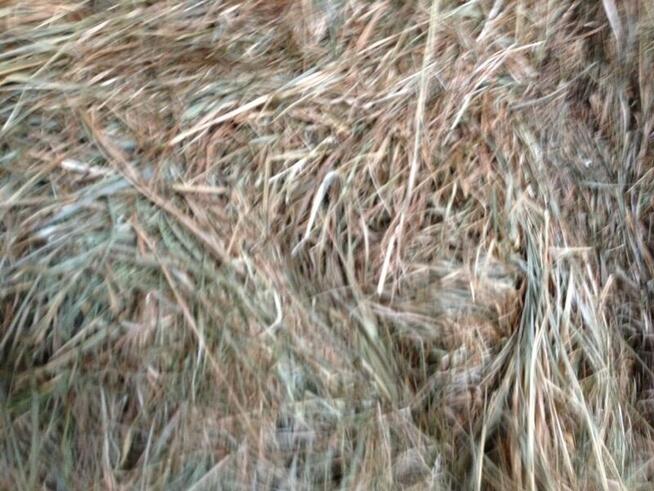 siano bele w stodole dla alpak, kóz, owiec, królików - ekstr