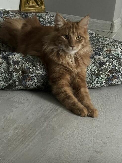Maine Coon reproduktor