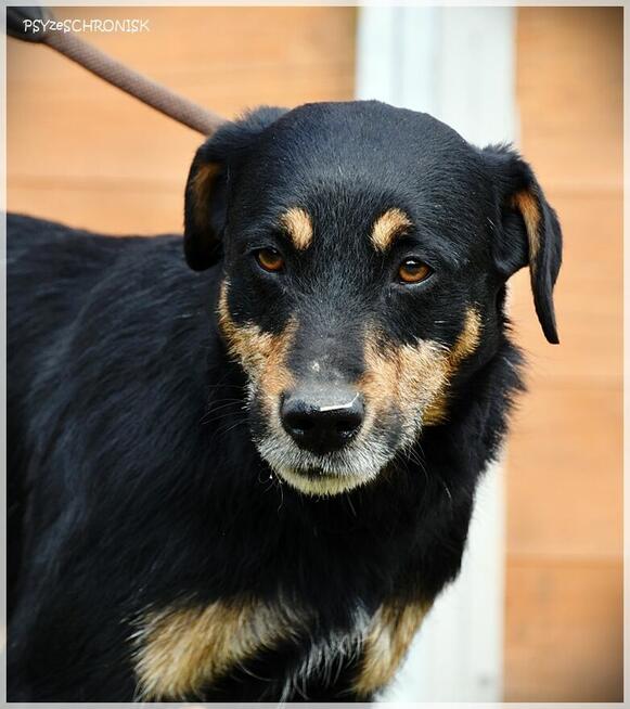 Żbik – młody, ciekawski psiak będzie wspaniałym przyjacielem